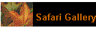Safari Gallery